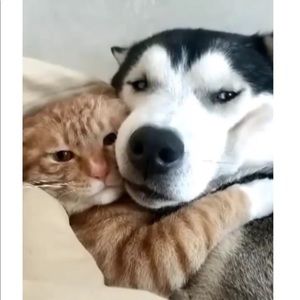 Meet your Posher, Dusit